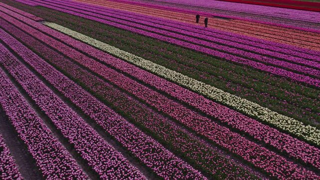 Aerial view of vibrant tulip fields and colorful village, Aartswoud, North Holland, Netherlands.