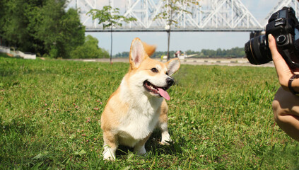 Pet photographer taking pictures of a happy Welsh Corgi Pembroke dog walking in summer park