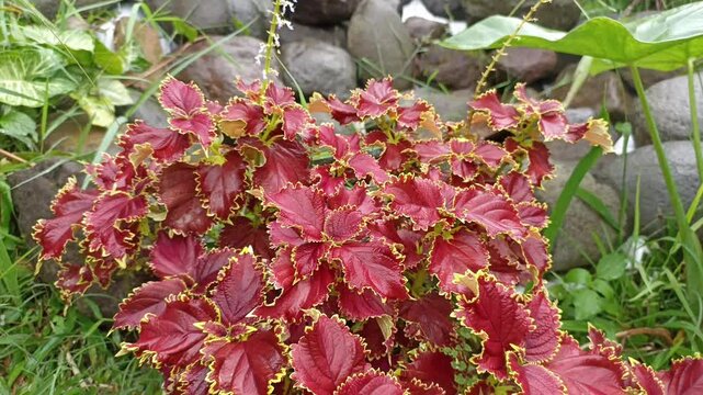 Red Mayana leaves or Daun Jawer Kotok in the garden. This red leaf plant or Miana plant can be cooked and used as medicine