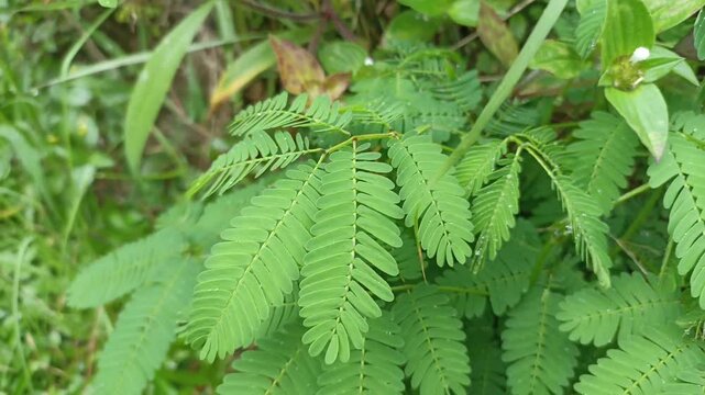 Hydrocotyle mexicana, water fern, eagle fern. grass plants in damp places