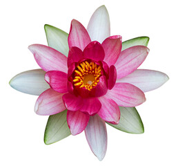 Water lily or Lotus flower, isolated on transparent background