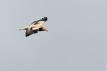 Egyptian vulture (Neophron percnopterus) or white scavenger vulture in flight. Wild black and white vulture flying free over the clouds. Egyptian vulture gliding in Asturias, Spain.