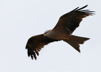 Stunning adult black kite (Milvus migrans) in flight with cloudy background. Flying bird of prey looking for mice to hunt. Close up detailed image, taken in Asturias., Spain.