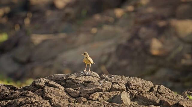 Eurasian skylark taking flight from a rock with sound.