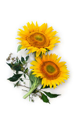 Obraz premium Flowers sunflower ( Helianthus annuus ) with leaves on white background with space for text. Top view, flat lay