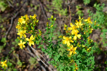 a yellow flower of St. John's wort with a green stem isolated 