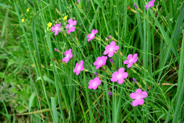 Fototapeta premium a chain of blooming carnation flowers in the grass wallpaper 