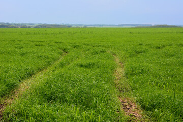 a field of green grass with a trail through it