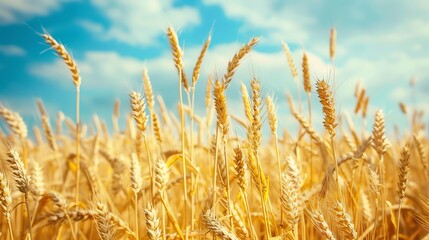 Fototapeta premium Golden wheat field with a blue sky and clouds in the background.