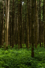 Enchanting forest with lush trees, sunbeams filtering through the foliage, and a peaceful atmosphere. A perfect natural escape, rich in biodiversity, serenity, and the magic of the wild