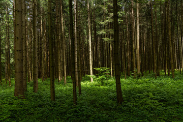 Enchanting forest with lush trees, sunbeams filtering through the foliage, and a peaceful atmosphere. A perfect natural escape, rich in biodiversity, serenity, and the magic of the wild