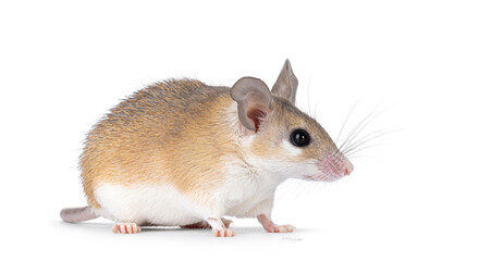 Cute light brown Cairo spiny mouse aka acomys cahirinus, standing side ways. Looking straight ahead side ways showing profile. Isolated on a white background.