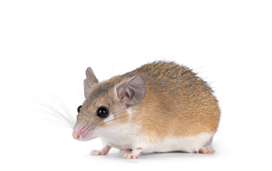 Cute light brown Cairo spiny mouse aka acomys cahirinus, standing side ways. Looking straight ahead side ways showing profile. Isolated on a white background.