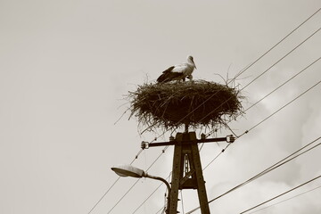 a stork nest on top of a power pole in Poland in sepia