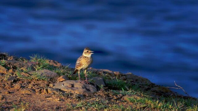 Eurasian skylark singing in the morning on the Qimei island.
