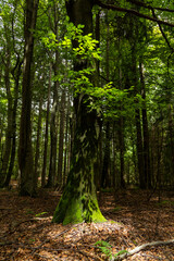 Enchanting forest with lush trees, sunbeams filtering through the foliage, and a peaceful atmosphere. A perfect natural escape, rich in biodiversity, serenity, and the magic of the wild