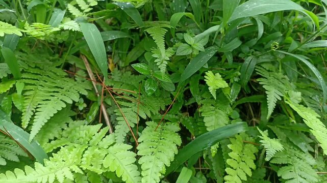 Hydrocotyle mexicana, water fern, eagle fern. grass plants in damp places