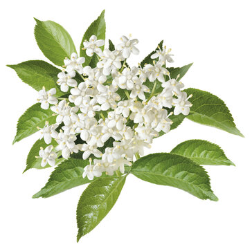 Holunderbl&uuml;ten Dolde und Bl&auml;tter