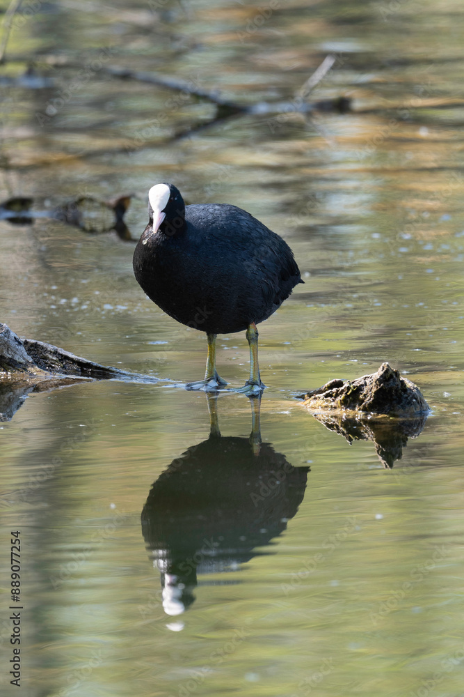 Wall mural Foulque macroule, .Fulica atra, Eurasian Coot