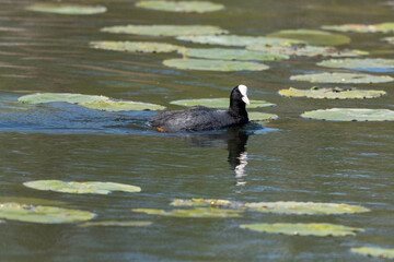 Foulque macroule, .Fulica atra, Eurasian Coot