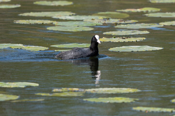 Foulque macroule, .Fulica atra, Eurasian Coot