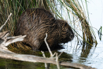 Ragondin,  Myocastor coypus