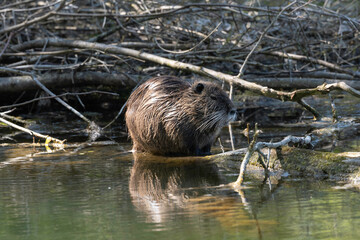 Ragondin,  Myocastor coypus