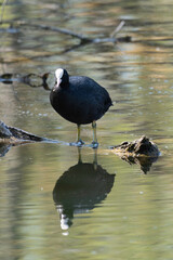 Foulque macroule, .Fulica atra, Eurasian Coot