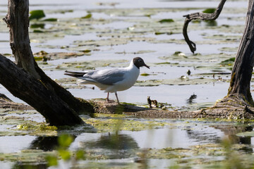 Mouette rieuse,.Chroicocephalus ridibundus, Black headed , Etang aux Moines, Chemin des marais, ...