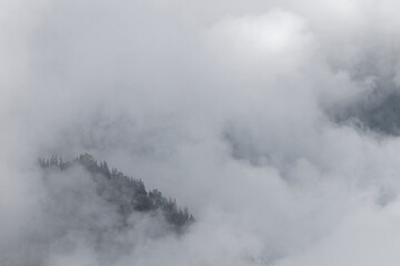 Fototapeta premium Some trees of the mountain forest appear through the clouds that cover the slopes