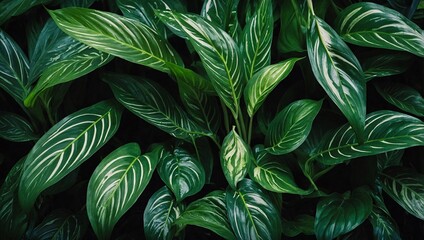 Abstract nature, Spathiphyllum cannifolium leaves providing a vibrant green texture