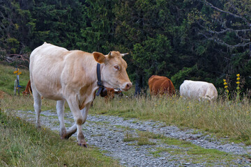 SAINT-MURY, FRANCE, July 16, 2024 : A herd of cows in the meadows of the slopes of Belledonne mountain range