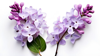Obraz premium Beautiful flowers bring back memories.