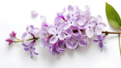 Obraz premium Beautiful flowers bring back memories.