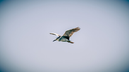 Black-crowned Night Heron