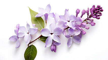 Obraz premium Beautiful flowers bring back memories.