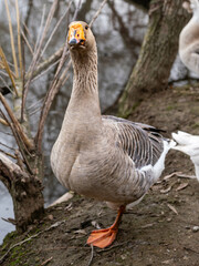 A gorgeous domestic goose of gray color