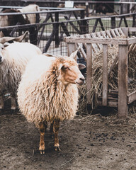 A beautiful specimen of the goat racka