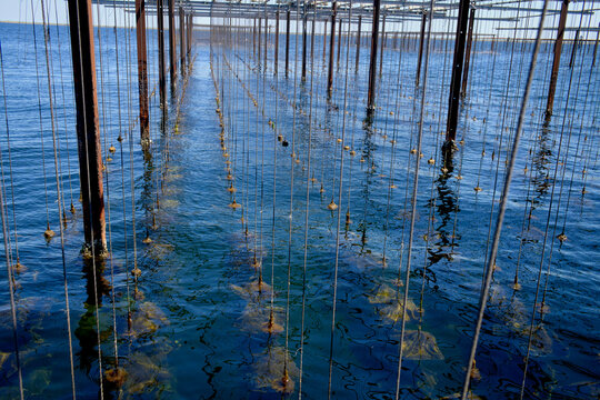 Rows of mussel aquaculture lines stretching into the calm blue waters with buoys floating on the surface and clear skies above.