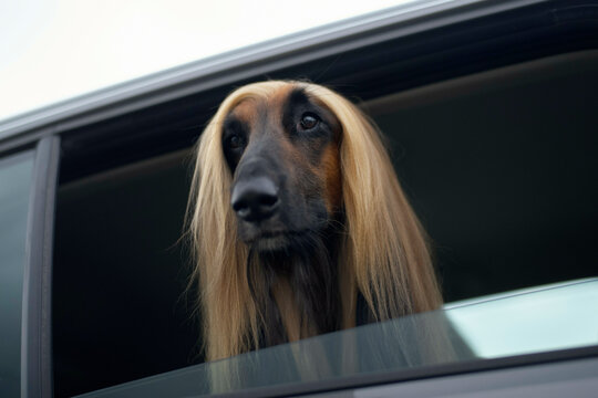 A long-haired dachshund looks out from the open window of a car with a curious expression.