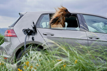 A dog with long fur sticks its head out of the passenger side window of a silver car, with a blurred green field and cloudy sky in the background. Electric Car charging 