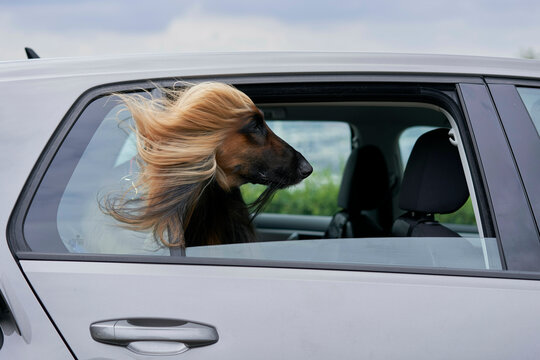 A dog with long golden fur sticks its head out from a car window, its hair blowing in the wind against a cloudy sky.