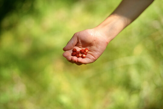 Open hand holding red berries against a blurred green background.