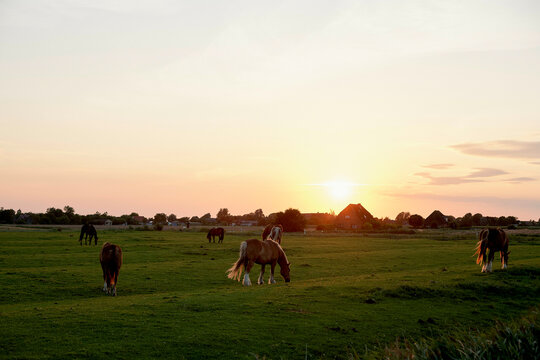 Sunset over a peaceful countryside with horses grazing in a field.