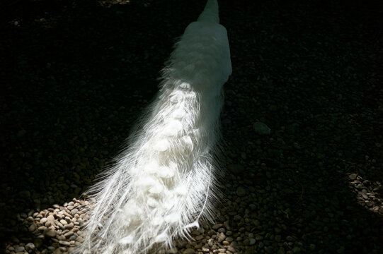 A sunlit white peacock tail feathers spread beautifully across a dark gravel surface.