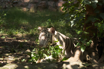Melanistic Bengal Tiger, albino Tiger in India