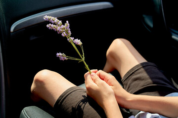 A person sits in a car holding a sprig of lavender, with sunlight highlighting their legs and the flower.