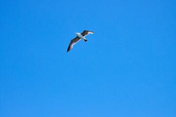 Möwe im Flug am strahlend blauen Himmel