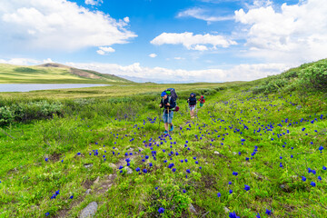 Fototapete bei efototapeten.de bestellen   