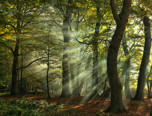 Sunbeams filter through a tranquil forest, illuminating the mist and showcasing the vibrant greenery and the intricate play of light and shadow among the trees.